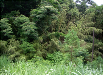 manabi forest1.png